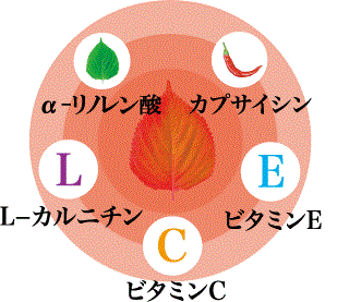 �G�S�}�R�Ĕ��l